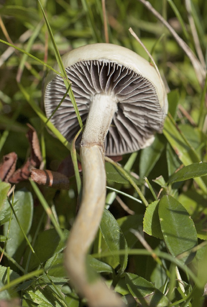 Stropharia sp.